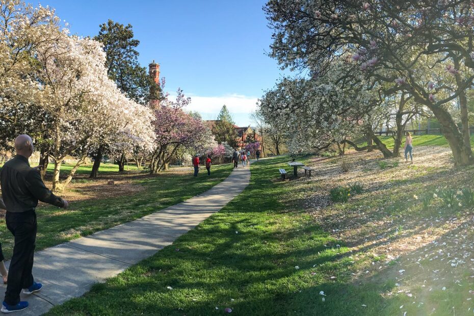People walking past blooming Magnolia trees