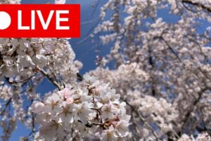 A "live" broadcast button over flowering branches