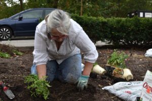 A woman planting in the ground