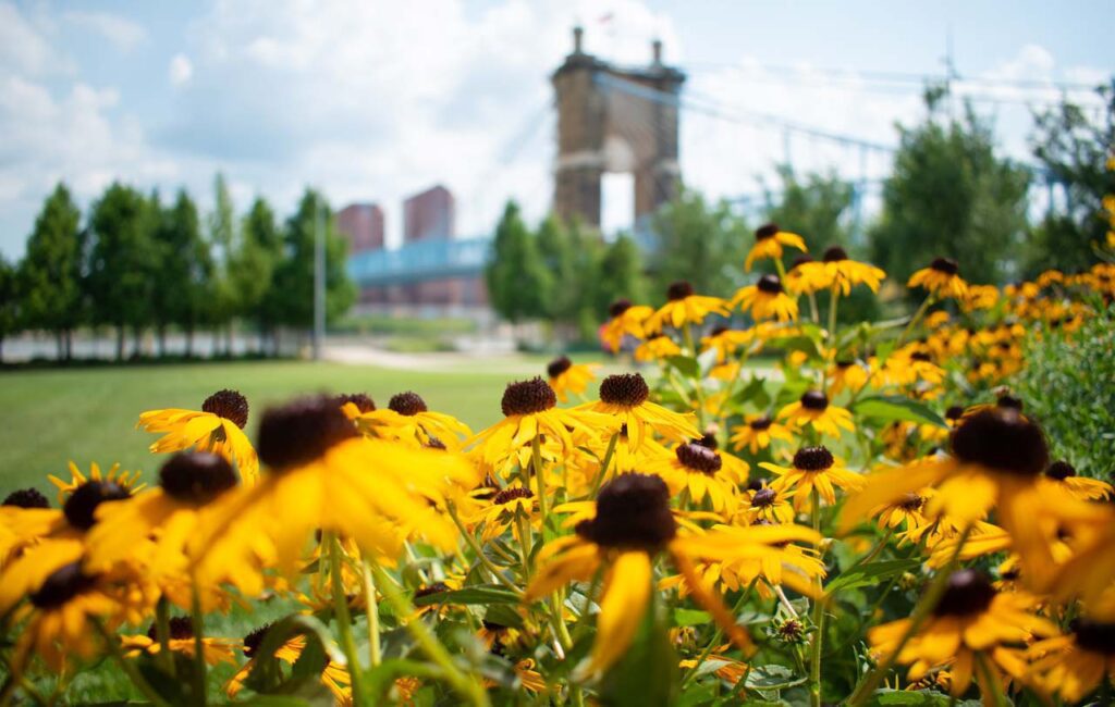 Flowers in Smale Riverfront Park