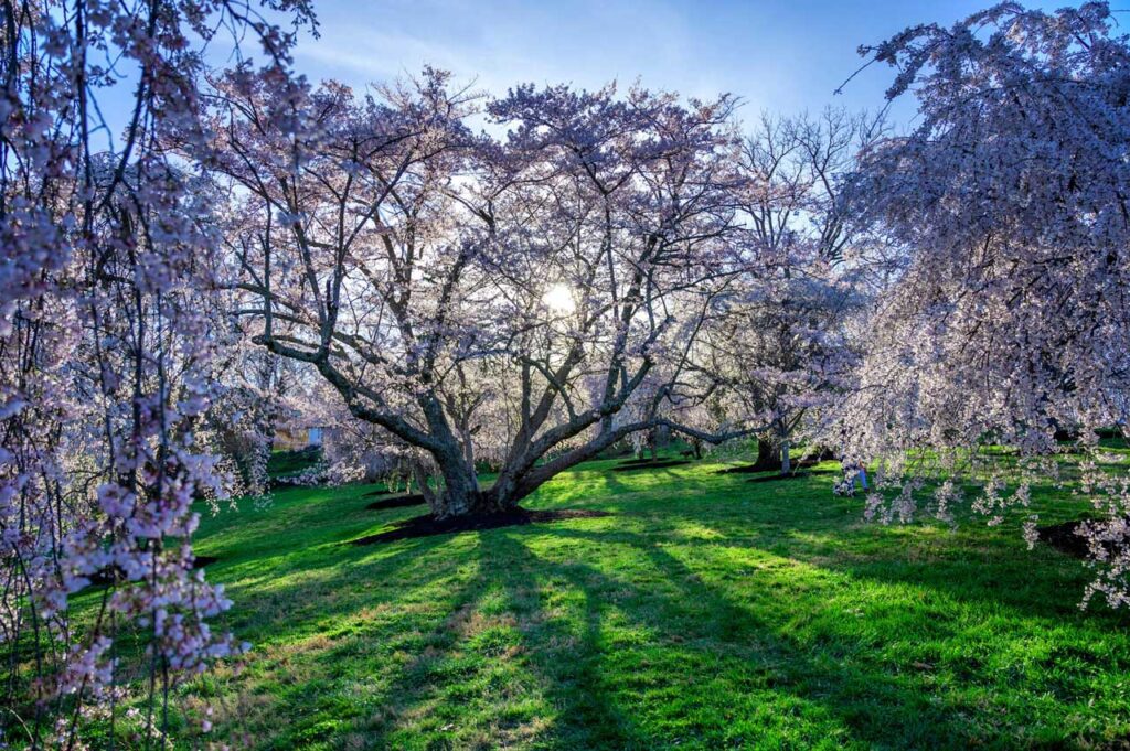 Beautiful blooming cherry tree within Cincinnati Parks