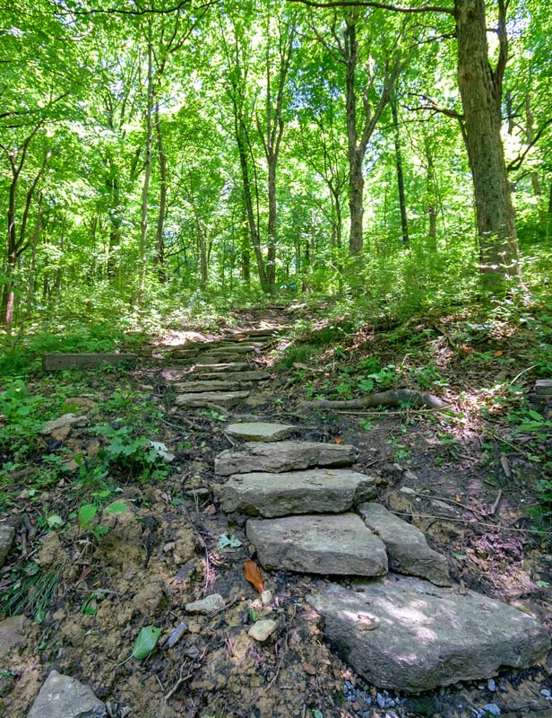 Stone steps in a wooded forest
