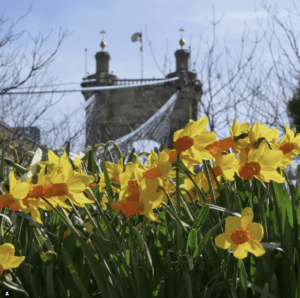 A field of yellow and orange daffodils in front of a bridge.