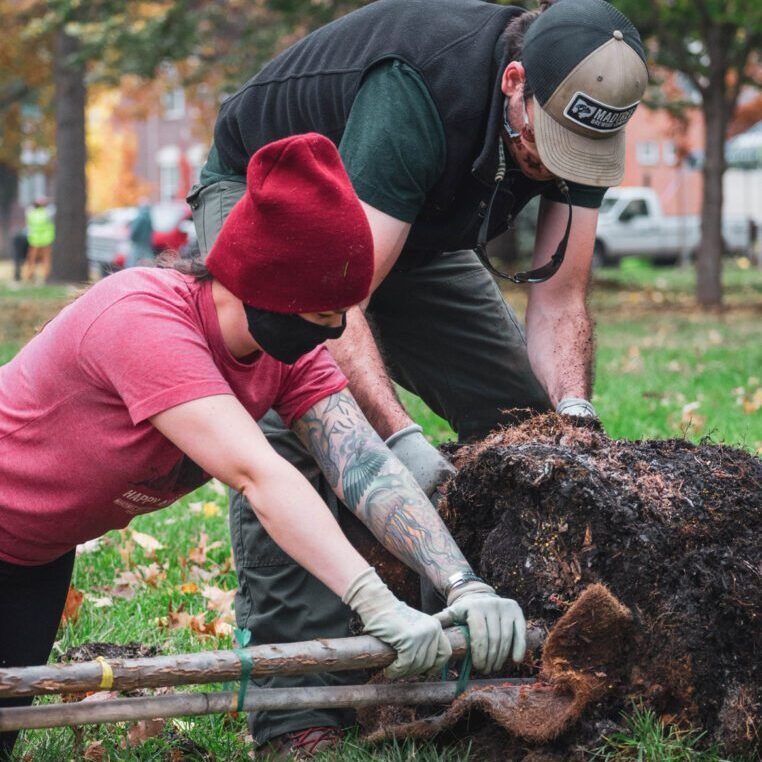 Two masked people work on a tree root ball