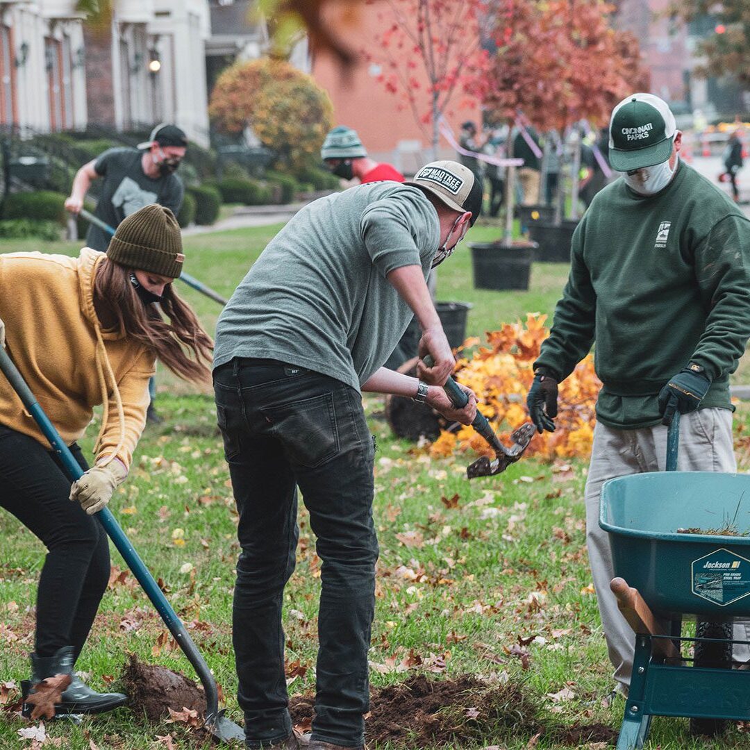 MadTree Brewing employees planting trees in Cincinnati Parks Laurel Park
