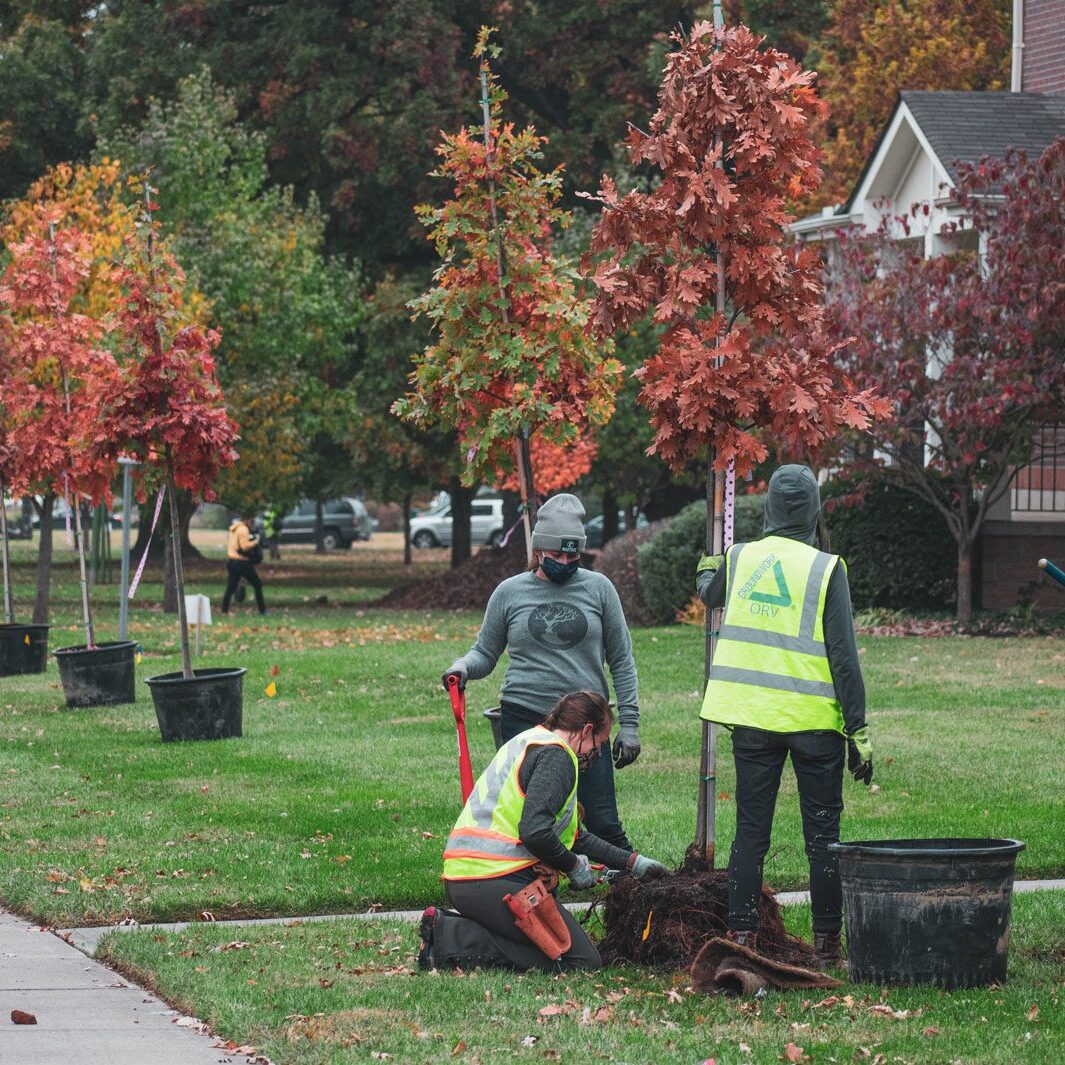 People standing beside new trees that line Ezzard Charles Drive